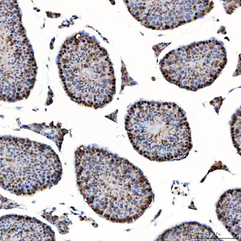 SAP130 Antibody