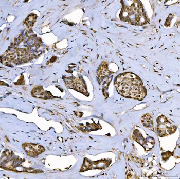 SAP130 Antibody