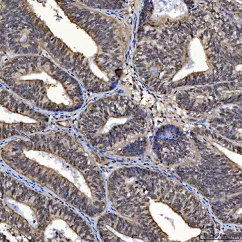 SAP130 Antibody