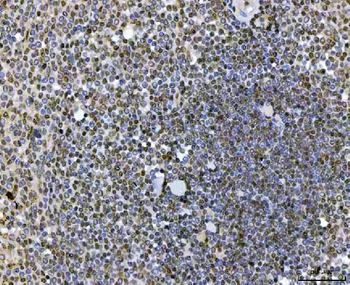 SAP130 Antibody