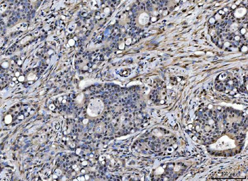 SAP18 Antibody