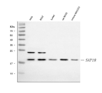 SAP18 Antibody