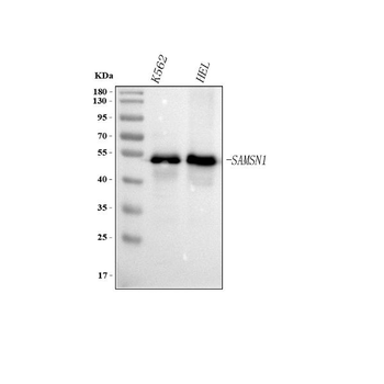 SAMSN1 Rabbit Polyclonal Antibody