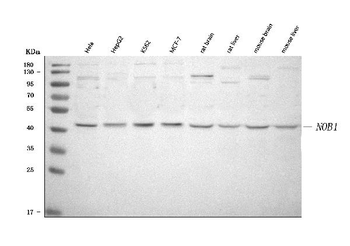 NOB1 Antibody