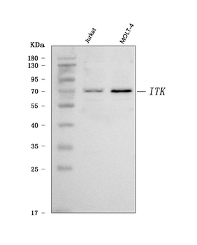 ITK Rabbit Polyclonal Antibody
