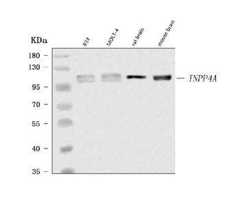 INPP4A Rabbit Polyclonal Antibody