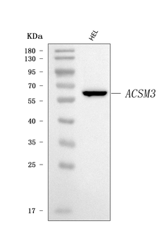 SAH/ACSM3 Rabbit Polyclonal Antibody