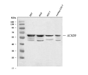 ACAD9 Rabbit Polyclonal Antibody
