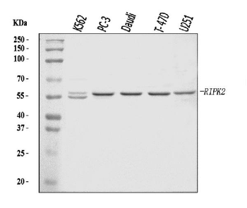 RIP2/RIPK2 Rabbit Polyclonal Antibody