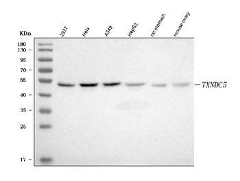 TXNDC5 Antibody