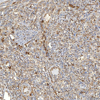 TXNDC5 Antibody