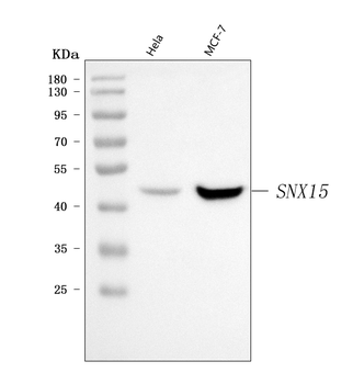 SNX15 Antibody