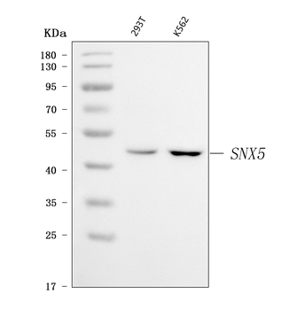 SNX5 Rabbit Polyclonal Antibody