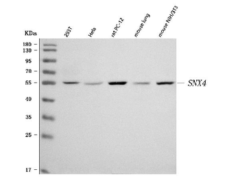 SNX4 Rabbit Polyclonal Antibody