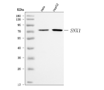 SNX1 Antibody