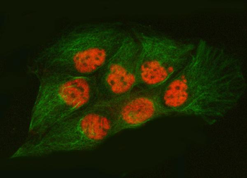 SNRPA1 Antibody