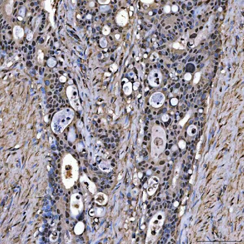 SNRPA1 Antibody