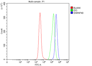 SNRNP40 Antibody