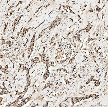 SMOX Antibody