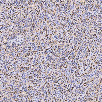 SMOX Antibody