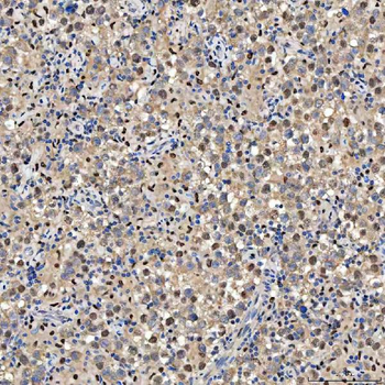SMOX Antibody