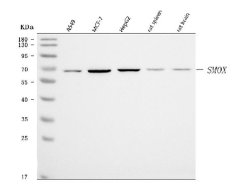 SMOX Antibody