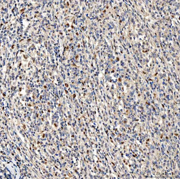 SMOX Antibody