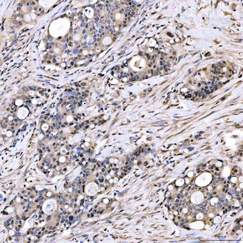 SMOX Antibody