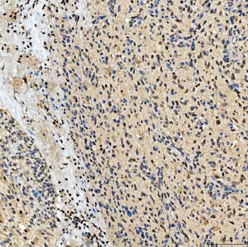 SMOX Antibody
