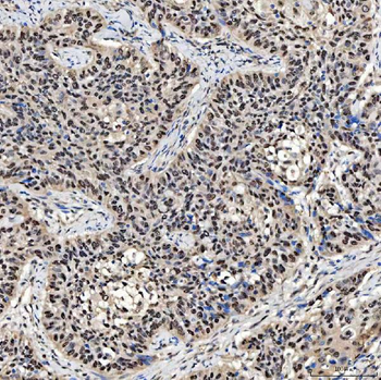 SMOX Antibody
