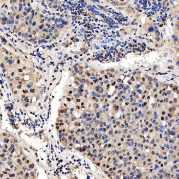 SMOX Antibody