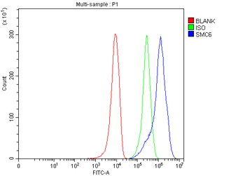 SMC6 Rabbit Polyclonal Antibody