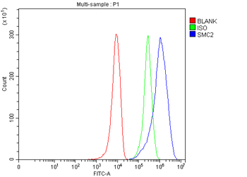 SMC2 Rabbit Polyclonal Antibody