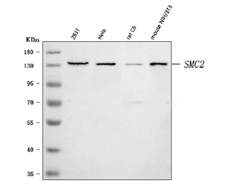 SMC2 Rabbit Polyclonal Antibody
