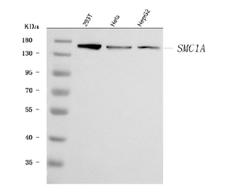 SMC1A Rabbit Polyclonal Antibody