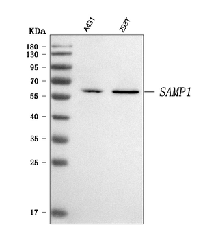 SMAP1 Antibody