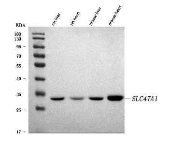 MATE-1/SLC47A1/MATE Rabbit Polyclonal Antibody