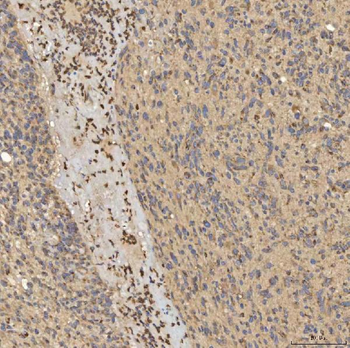 SLC25A24 Antibody