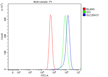 Citrin/SLC25A13 Antibody