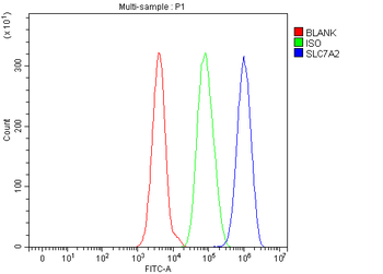 CAT2/SLC7A2 Antibody