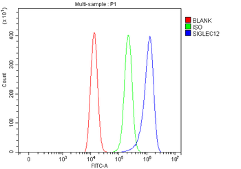 SIGLEC12 Rabbit Polyclonal Antibody