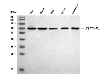 EIF2AK1 Rabbit Polyclonal Antibody