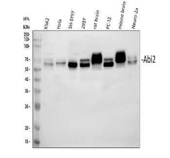 ABI2 Rabbit Polyclonal Antibody