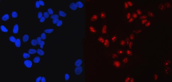 SP1 Antibody (monoclonal, 3C4C3)