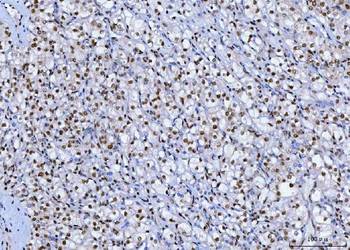 SP1 Antibody (monoclonal, 3C4C3)