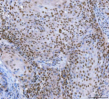 SP1 Antibody (monoclonal, 3C4C3)