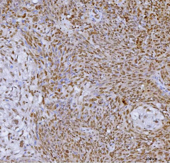SP1 Antibody (monoclonal, 3C4C3)