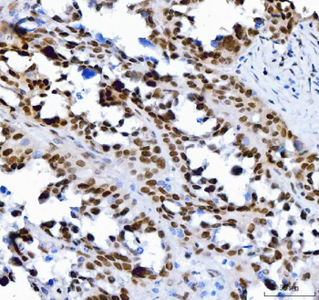 SP1 Antibody (monoclonal, 3C4C3)