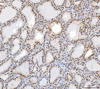 SP1 Antibody (monoclonal, 3C4C3)