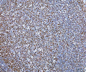 SP1 Antibody (monoclonal, 3C4C3)